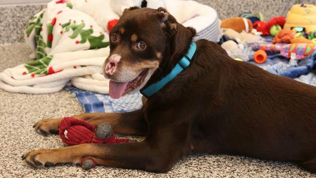 Dog found in Detroit with nose, ears, tail cut off is cleared to go to