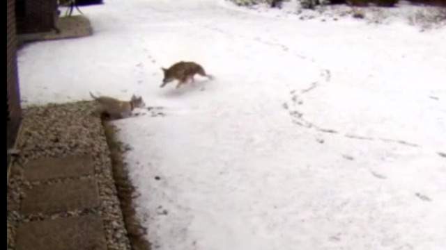 Small dog survives coyote attack caught on camera