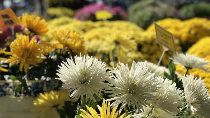 Get ready for Ann Arbor Farmers Market’s Flower Day happening this Sunday