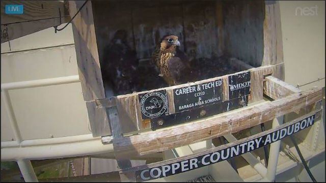 Upper Peninsula Bridges Provide Nests For Endangered Falcons