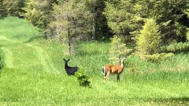 Rare Black Deer Spotted In Northern Michigan