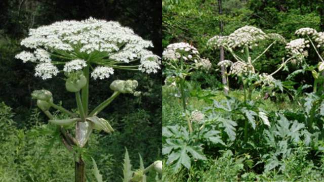 Giant Hogweed Michigan Map Worse than poison ivy: How to identify, report dangerous hogweed 