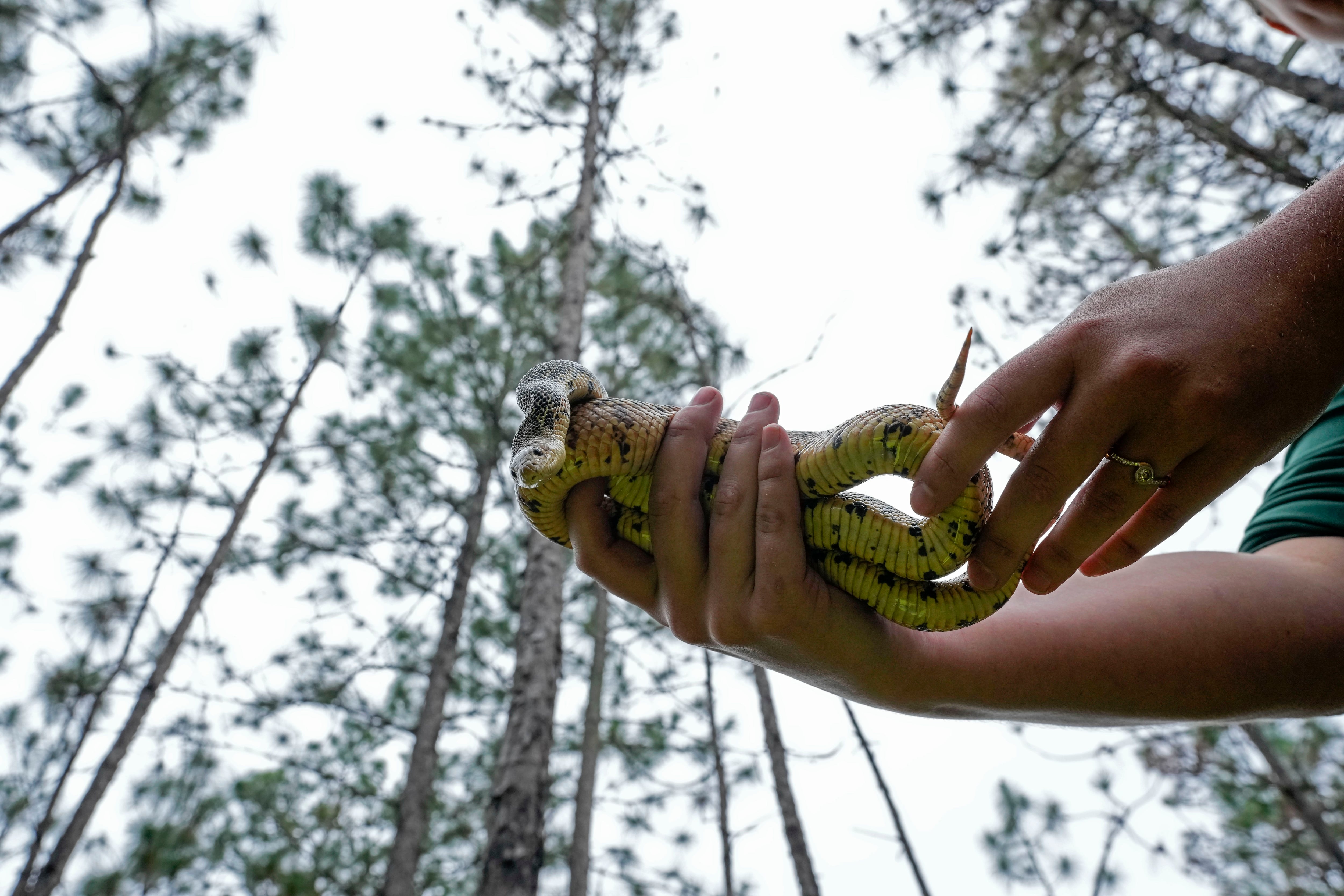 Memphis 'snake factory' transplants slither into their new home in