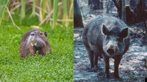 Wild Pigs – Invasive Species Centre