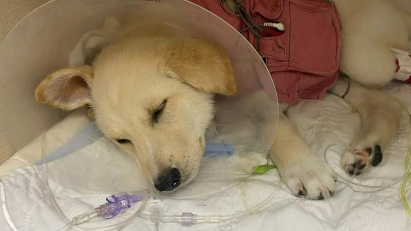 Metro Detroit family puppy fights for its life after getting sick from floodwaters