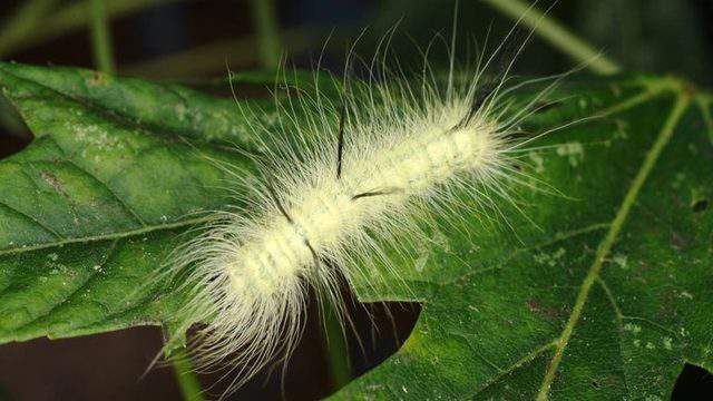 Michigan Officials Warn Of Poisonous Caterpillar What To Know 