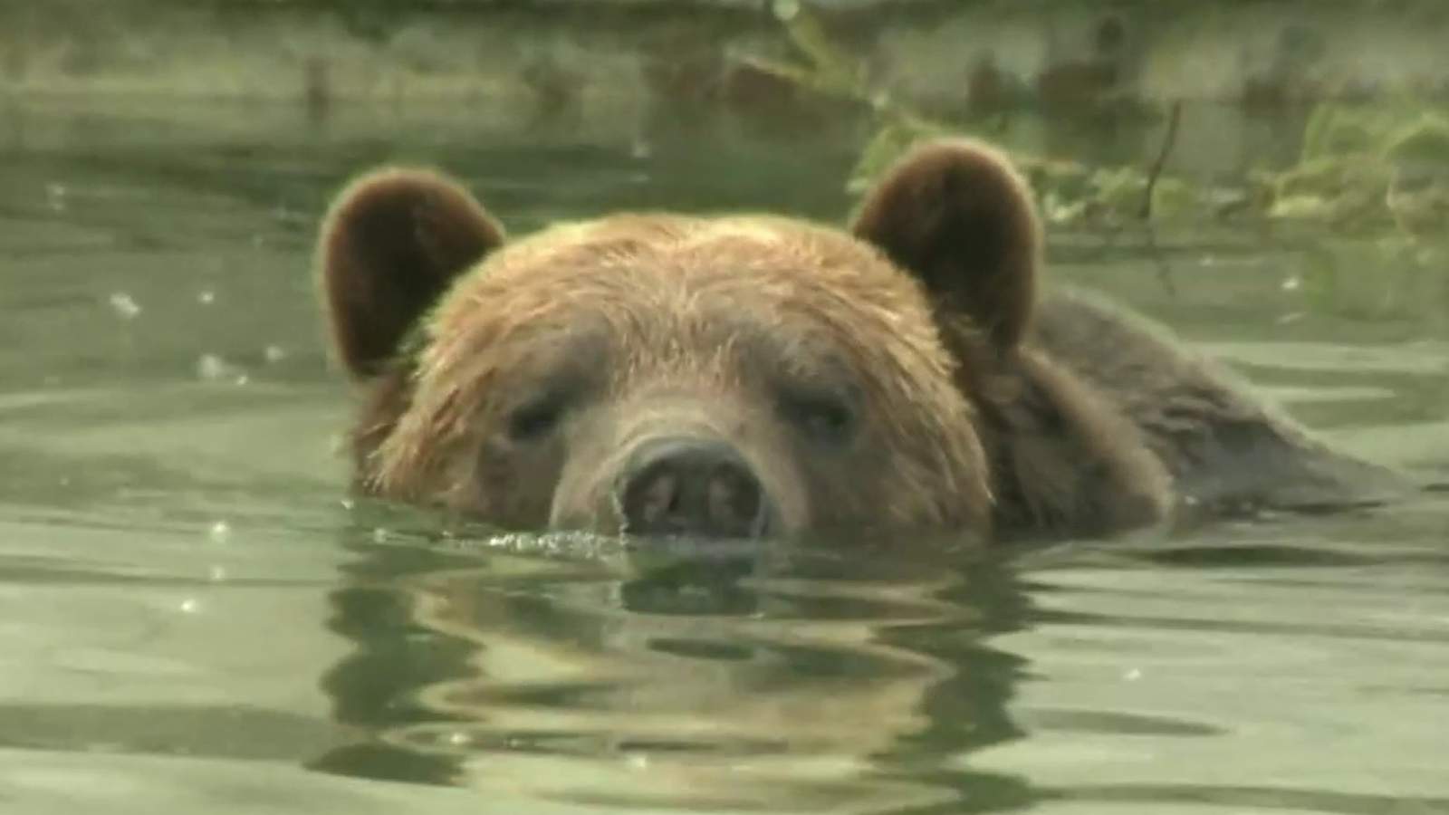 Detroit Zoo soft reopening Monday before opening to public fully